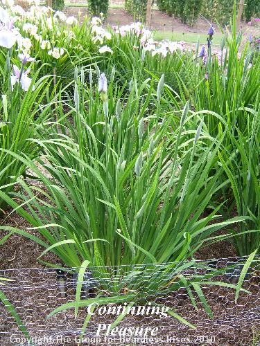 04 Continuing Pleasure